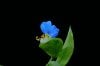 Asiatic Dayflower (Commelina communis) 1.JPG