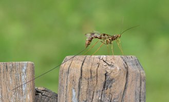 ichneumon wasp-101.JPG