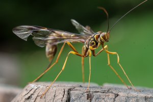 ichneumon wasp-102.JPG