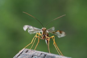 ichneumon wasp-103.JPG