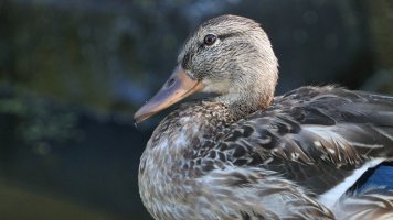 Mrs. Mallard_s_22824.JPG