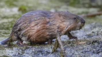 Muskrat_s_22920.JPG