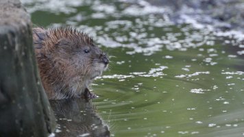 Muskrat_s_22875.JPG