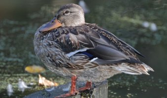Mallard mama_22822.JPG
