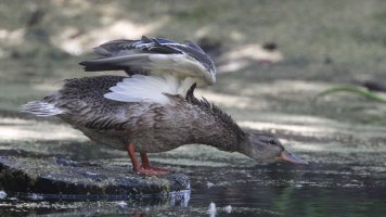 Mallard maybe_21984.JPG