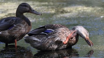 Mallard pair maybe_21935.JPG