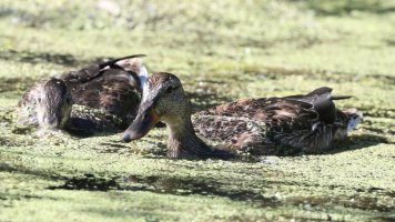 Mallard pair maybe_21943.JPG