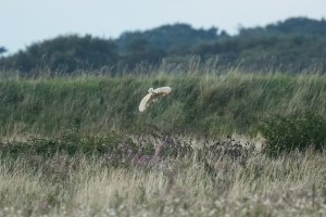 AE9I1640  barn owl diving-101.JPG
