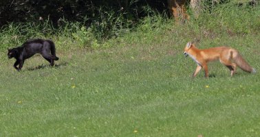 You'll be sorry Mr. foxy_3508.JPG