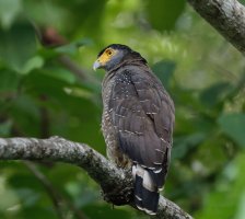 2B4A6144_DxO_crestedserpent eagleSmallCR.jpg