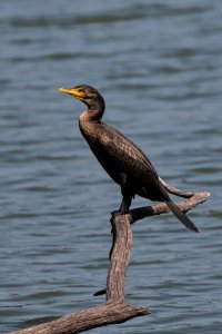 cormorant 090317 lum s.jpg