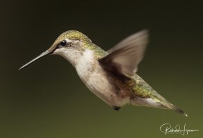 20170903-_I_L9056Canon EOS-1D X Mark II40°6'11" N 75°43'9" WEF600mm f-4L IS II USM.jpg