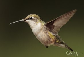 20170903-_I_L9053Canon EOS-1D X Mark II40°6'11" N 75°43'9" WEF600mm f-4L IS II USM.jpg