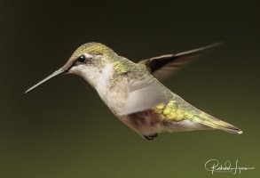 20170903-_I_L9054Canon EOS-1D X Mark II40°6'11" N 75°43'9" WEF600mm f-4L IS II USM.jpg