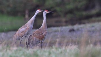 Sometimes we see eye to eye_16475.JPG