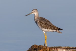 Yellowlegs.jpg