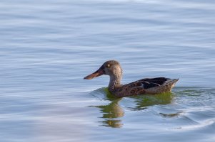 _36A0200_DxO-Edit copy copy.jpg