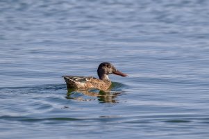 _36A0233_DxO-Edit copy copy.jpg