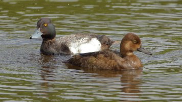 Lesser scaup pair_s_18979.JPG