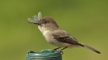 Western wood peewee_s_18931.JPG