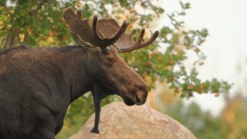 Moose M Im._s_19657.JPG