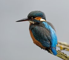 Kingfisher_3Q7A5359_DxO_small.jpg