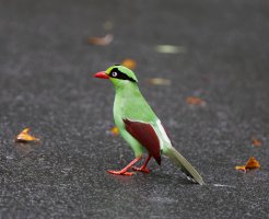 2B4A7717_DxO_shorttailedgreenmagpie.jpg
