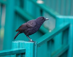 2B4A7729_DxO_borneanwhistlingthrush.jpg