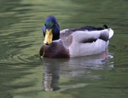 Duck_IMG_8831.JPG