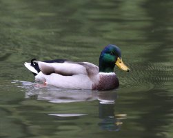 Duck_IMG_8825.jpg