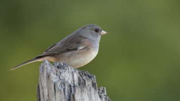 Dark-eyed junco pink-sided_s_23019.JPG
