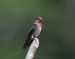 2B4A6595_DxO_house(pacific)swallow.jpg