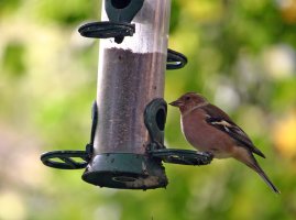 300D_55-250_Chaffinch_IMG_8847.jpg