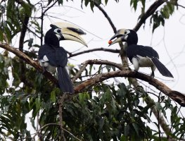 2B4A6370_DxO_0rientalpiedhornbill_passingfood.jpg