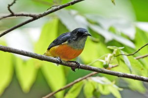 2B4A7366_DxO_orangebelliedflowerpecker_CR.jpg