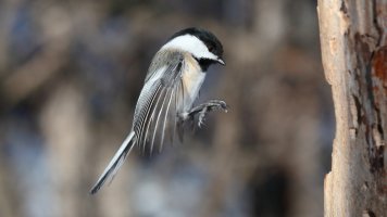 Chickadee Landing_s_24159.JPG