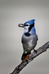 Blue Jay.jpg