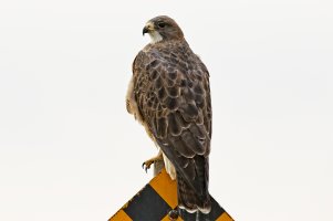Hawk 20170925 copy copy.jpg