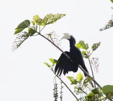 2B4A6324_DxO_male_blackhornbill_CR.jpg