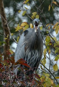 Blue Herons-2681.jpg