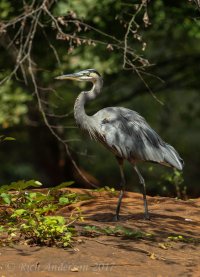 Blue Herons-2445.jpg