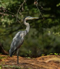 Blue Herons-2457.jpg