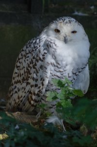 snowyowl_3Q7A8960_DxO_snowyowlEd_Crop.jpg
