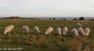 IMG_2225.jpg