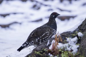 Grouse 1.jpg