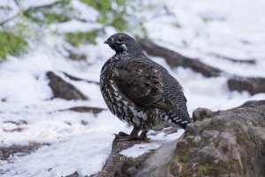 grouse 2.jpg