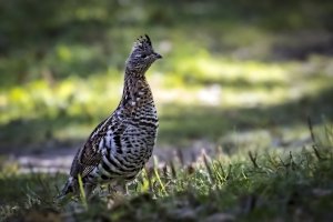 Grouse.jpg
