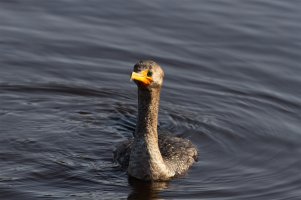 Cormorant copy copy.jpg