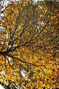Autumn Leaves copy copy.jpg