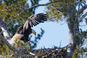 Nest Landing.jpg